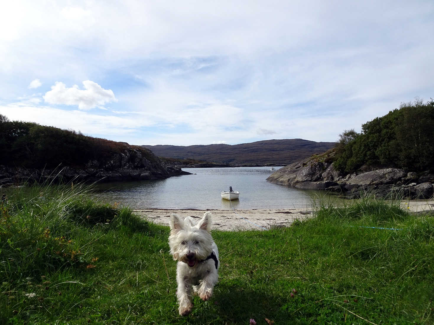 poppy the westie at ardtoe