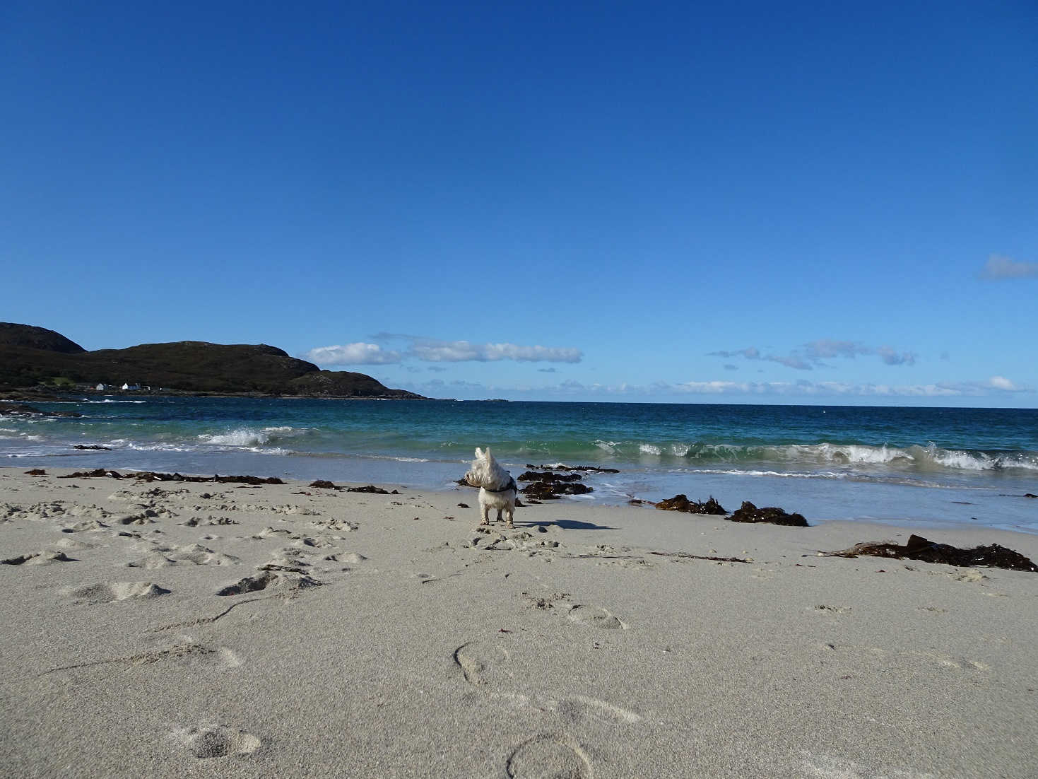 poppy the westie at first bay sanna