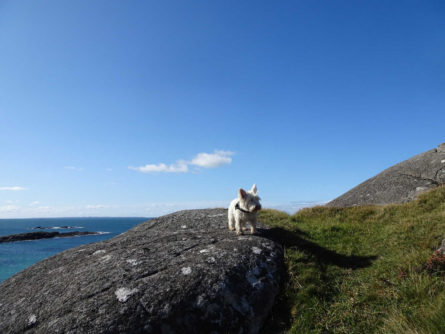 poppy the westie at sanna point