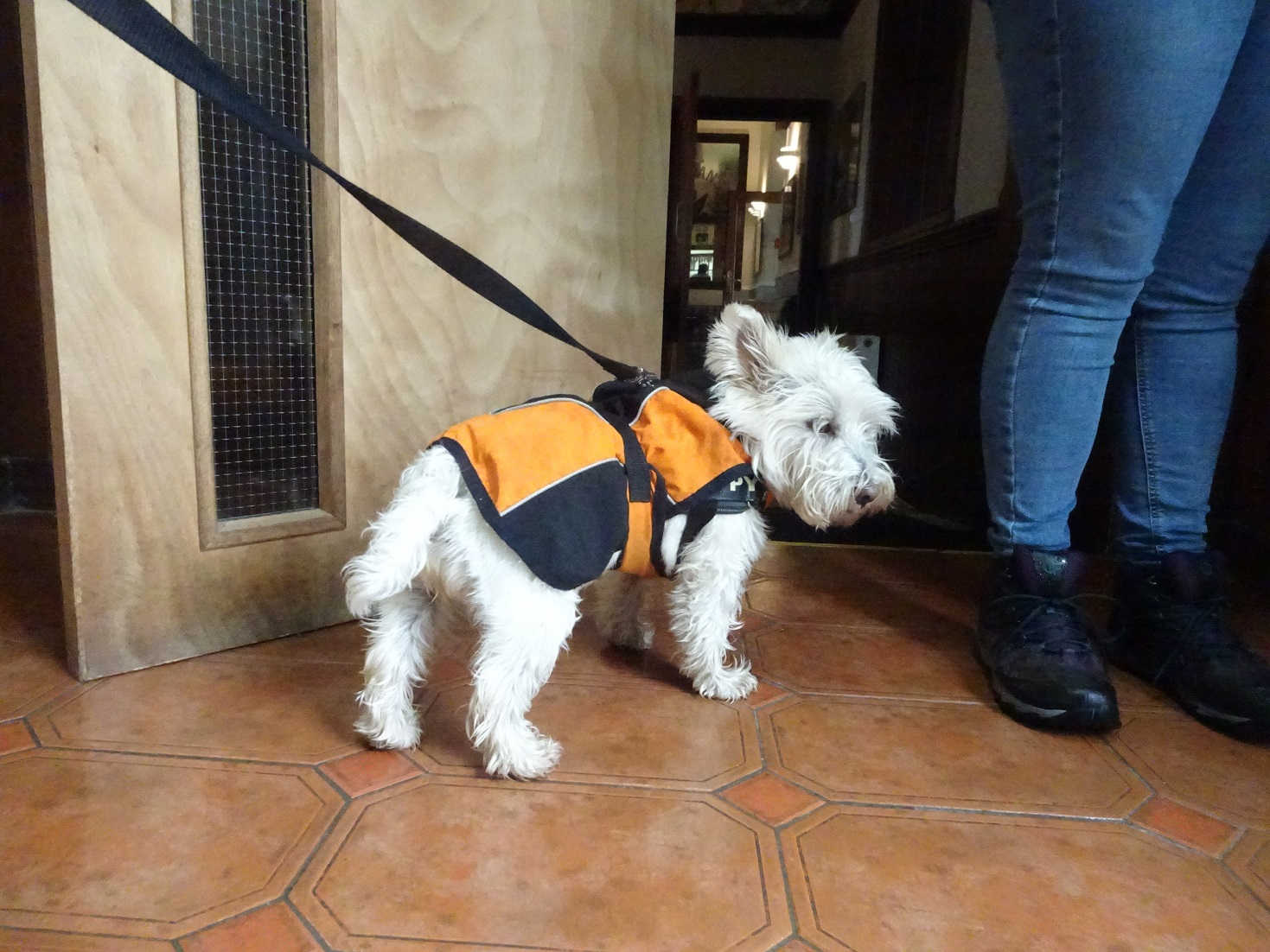 poppy the westie at the Kilchoan hotel