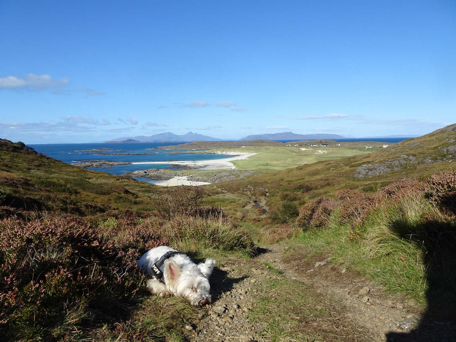 poppy the westie bushed above sanna