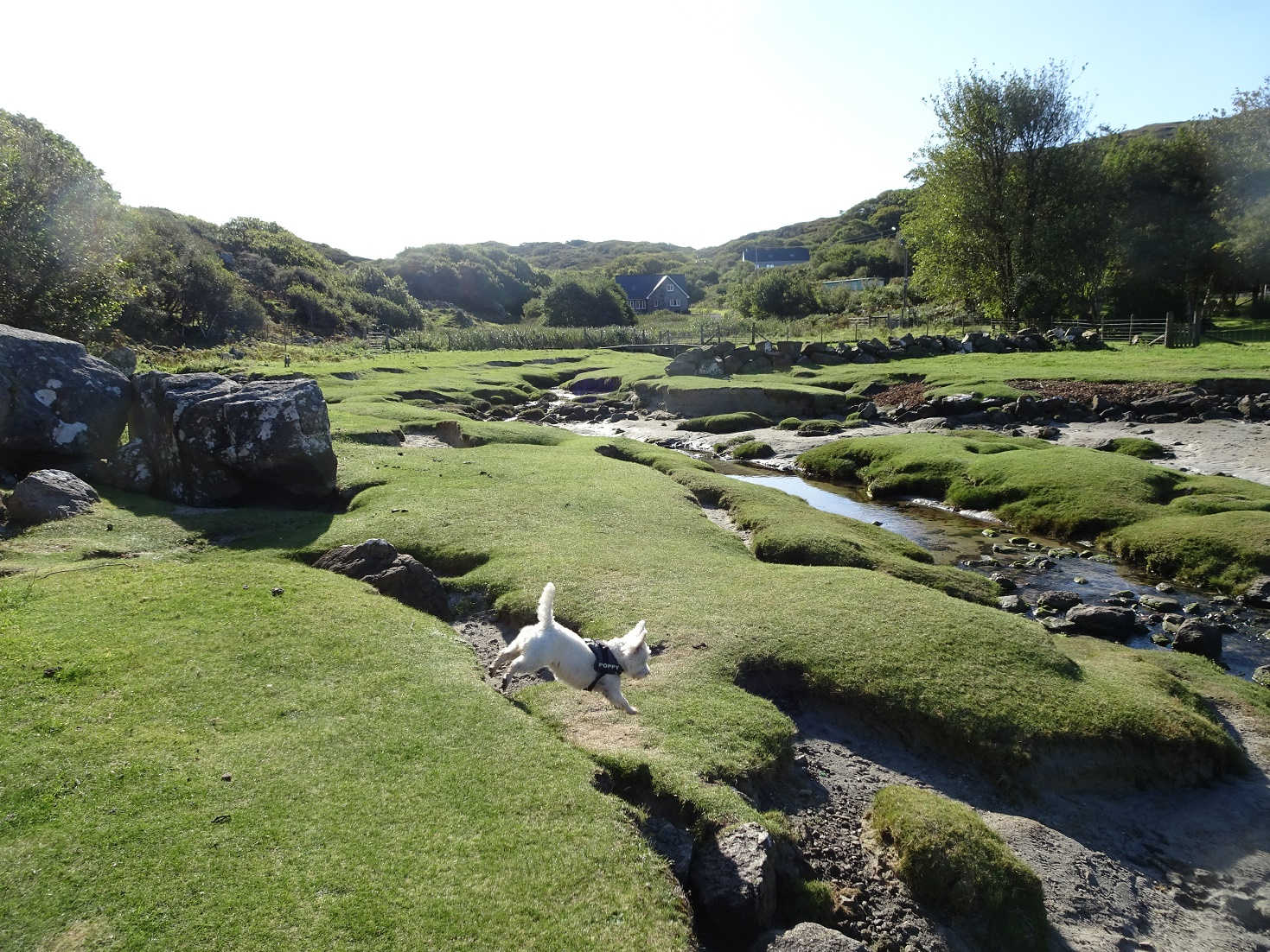 poppy the westie crosses the water field at Portuairk