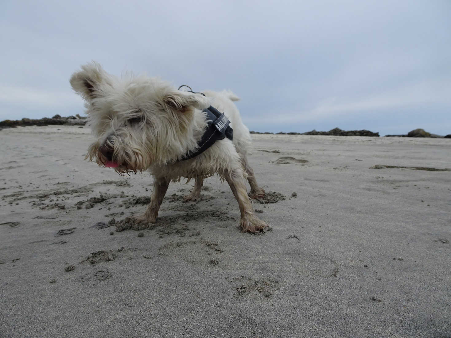 poppy the westie fell in the sea