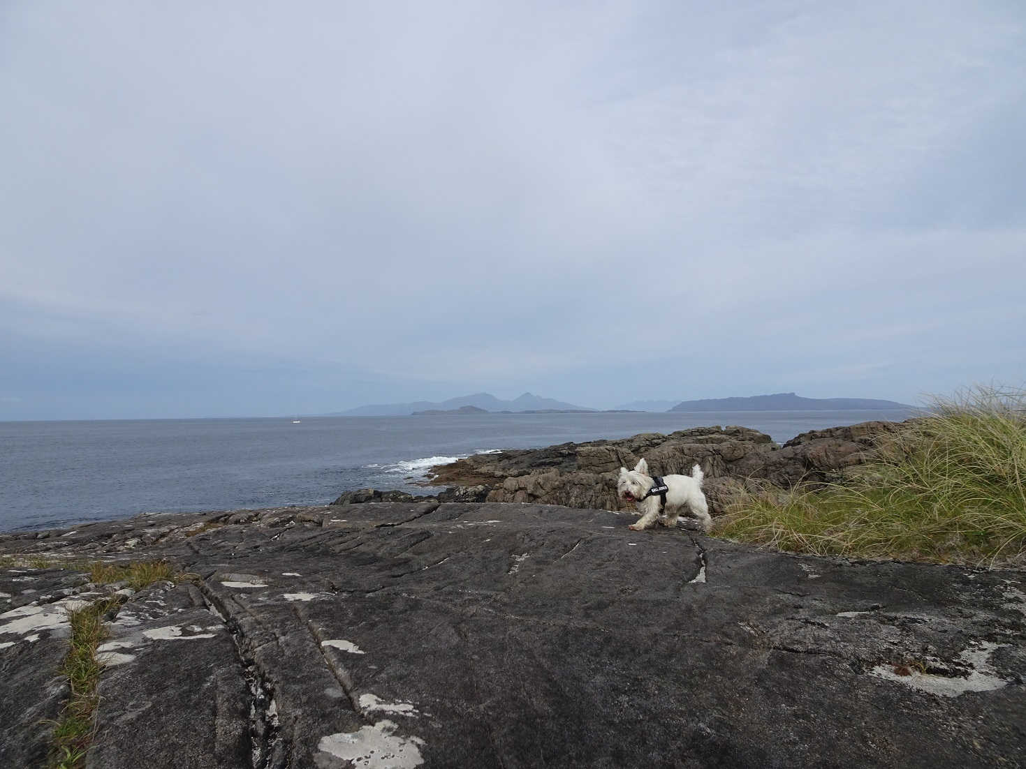 poppy the westie finds a lunch spot at MacNeils bay