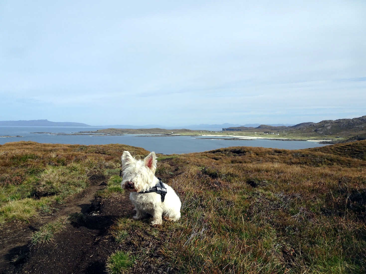 poppy the westie going to MacNeil's Beach