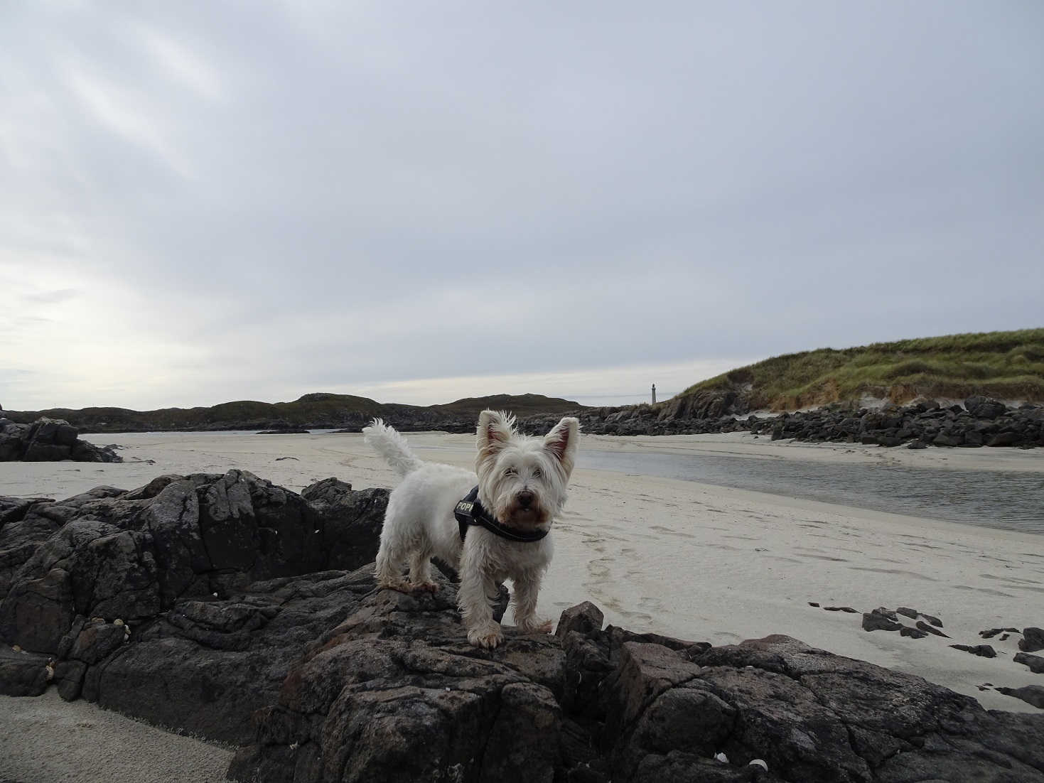 poppy the westie leaving MacNeils Beach