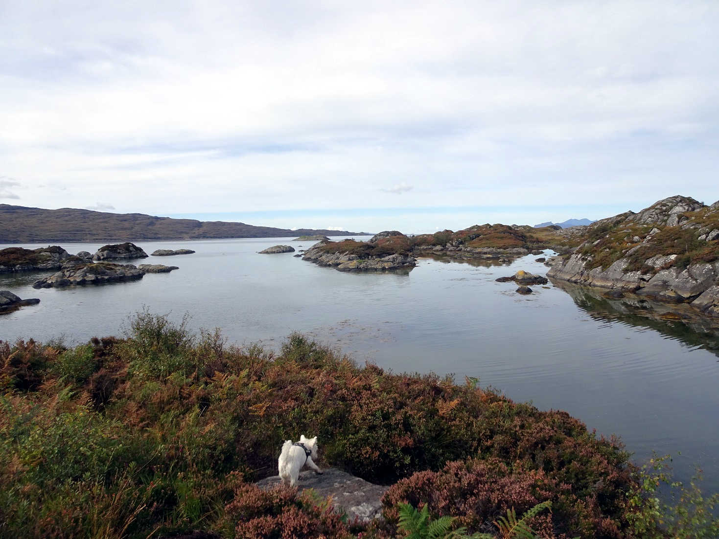 poppy the westie looking for castle at Ardtoe