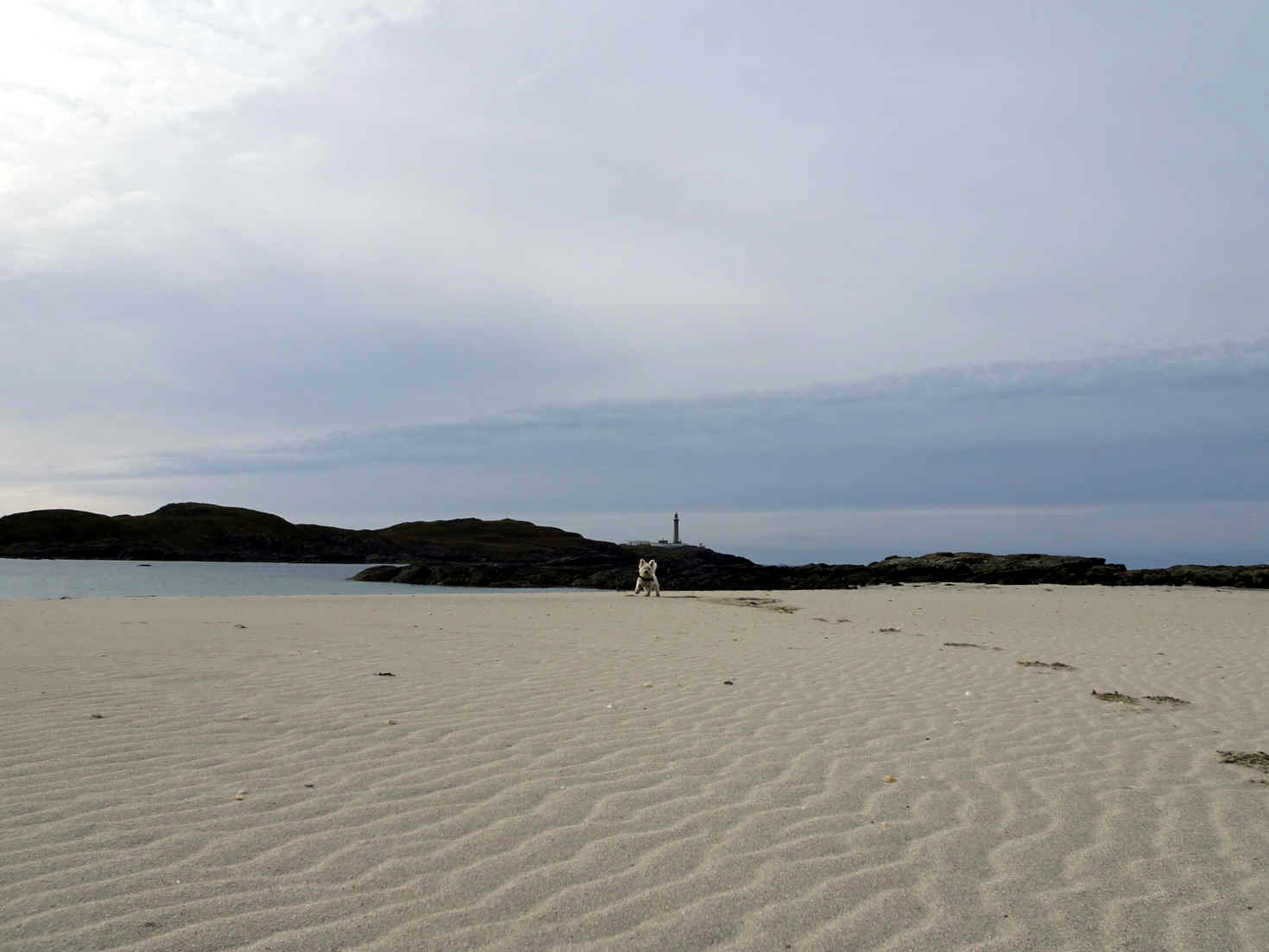 poppy the westie on MacNeil Beach Ardnamurchan