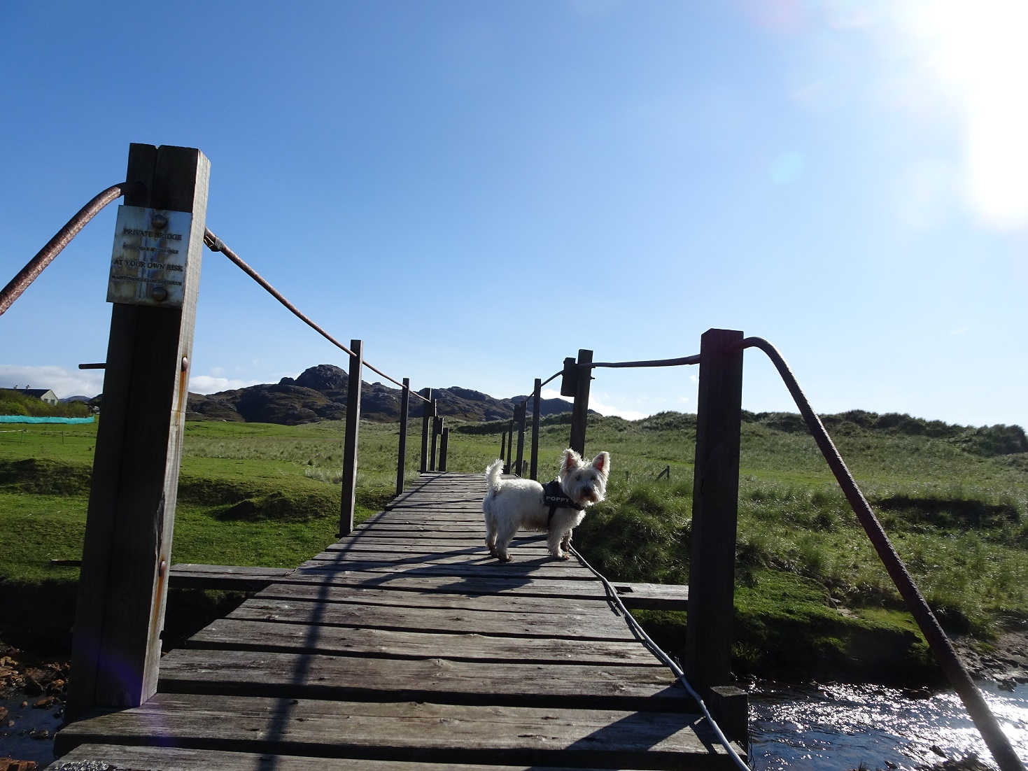 poppy the westie on bridge to sanna beach