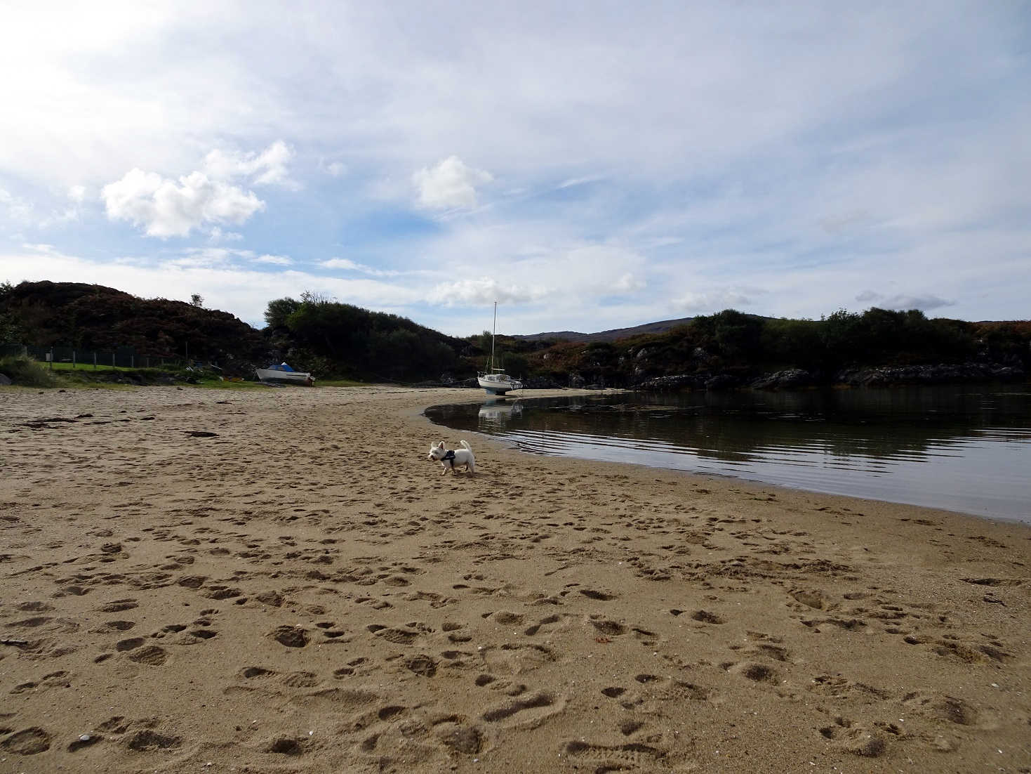 poppy the westie on the beach Ardtoe