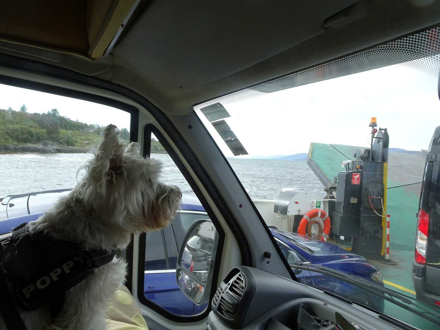 poppy the westie on the corran ferry