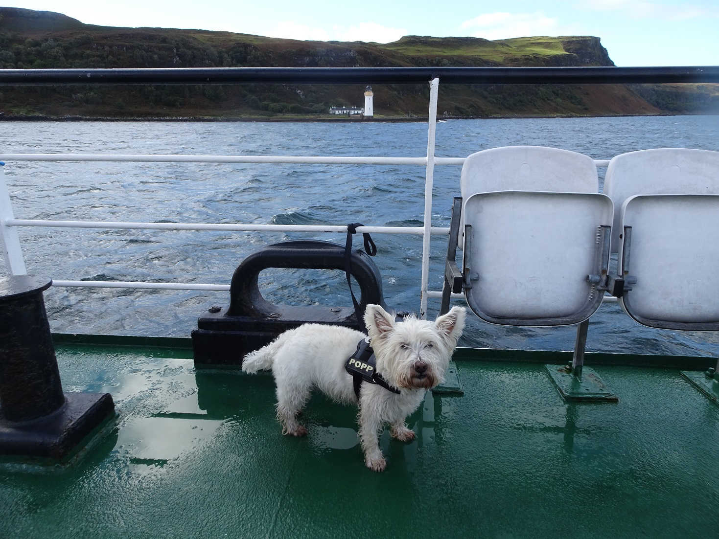 poppy the westie on the mull ferry