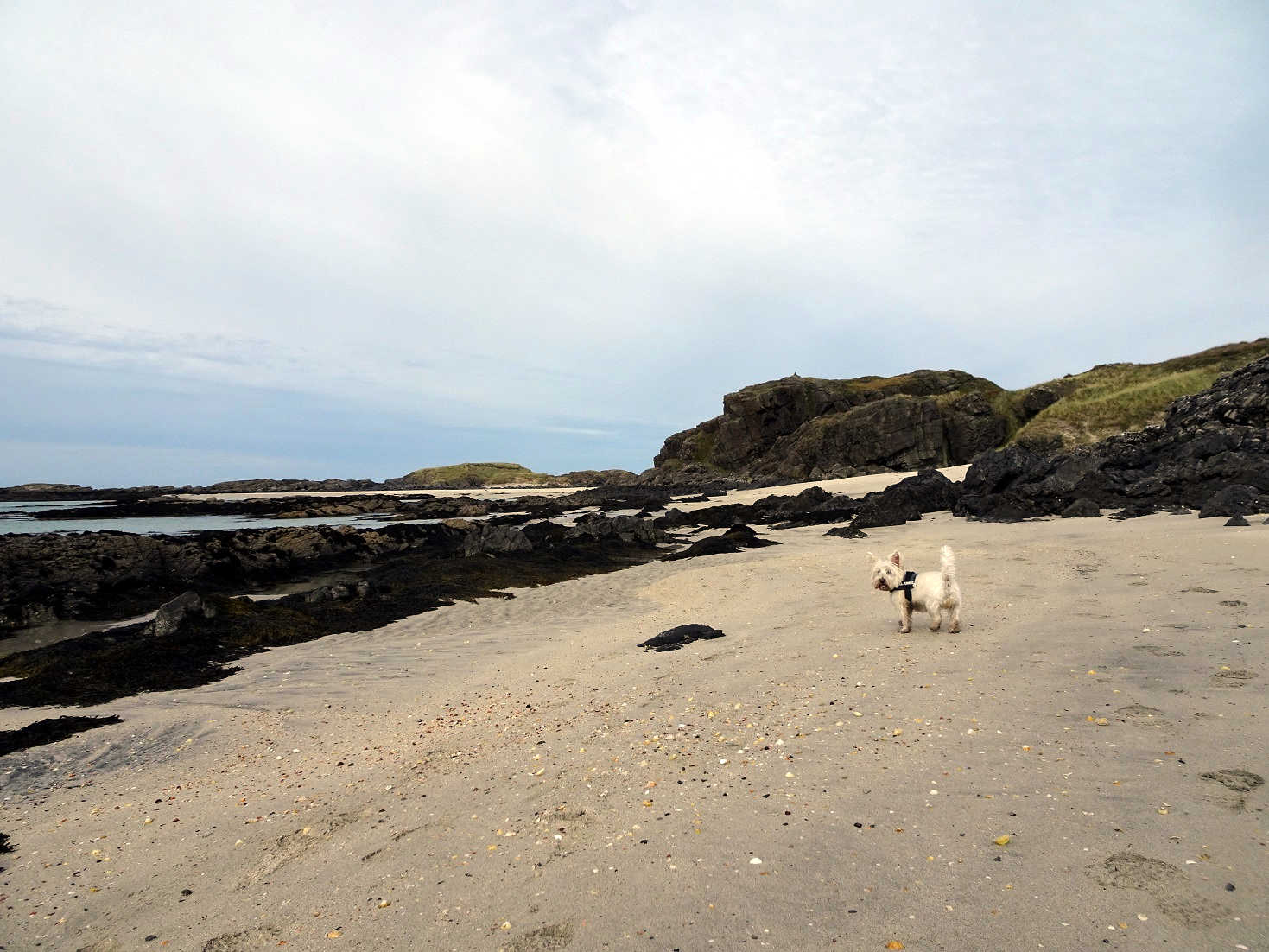 poppy the westie path finding to MacNeil Beach