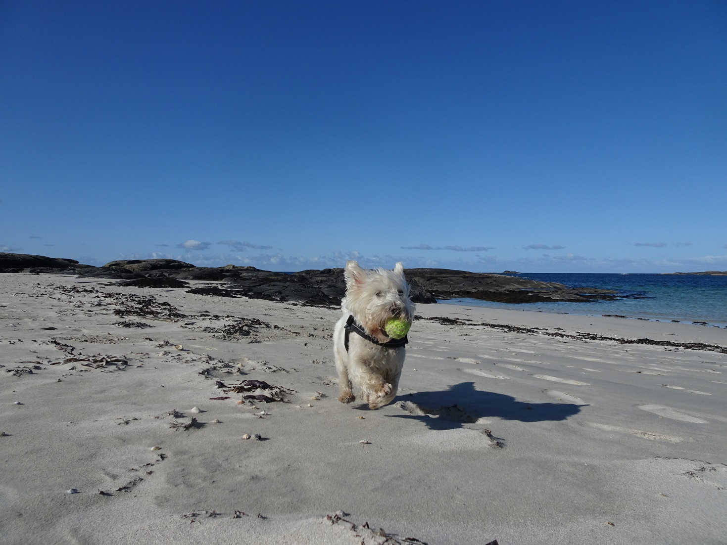 poppy the westie playing ball on sanna beach