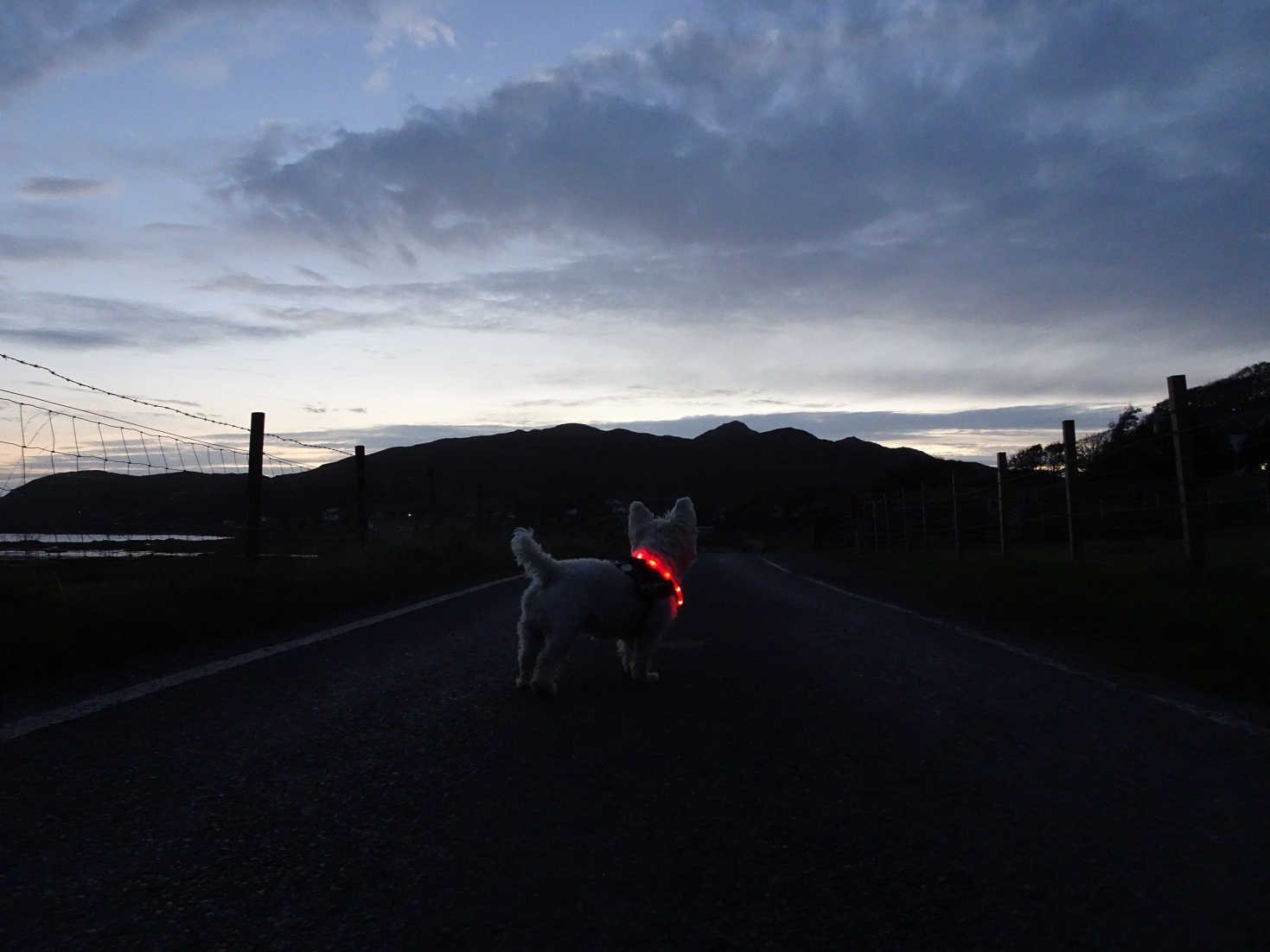 poppy the westy going back to betsy Kilchoan