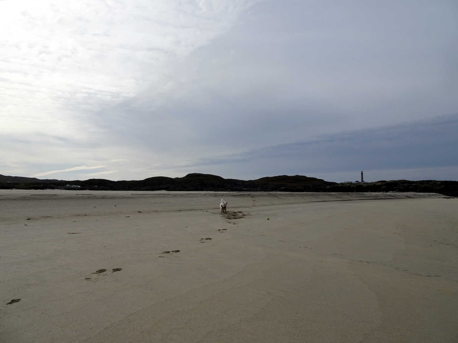 poppy the westy on virgin sands at MacNeil's Beach