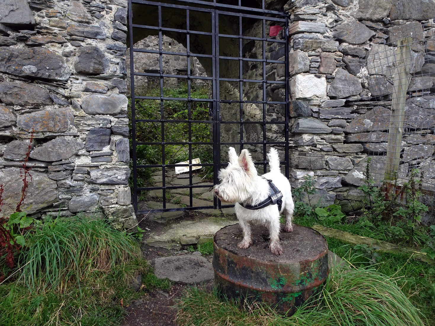 poppysocks at Castle Tioram