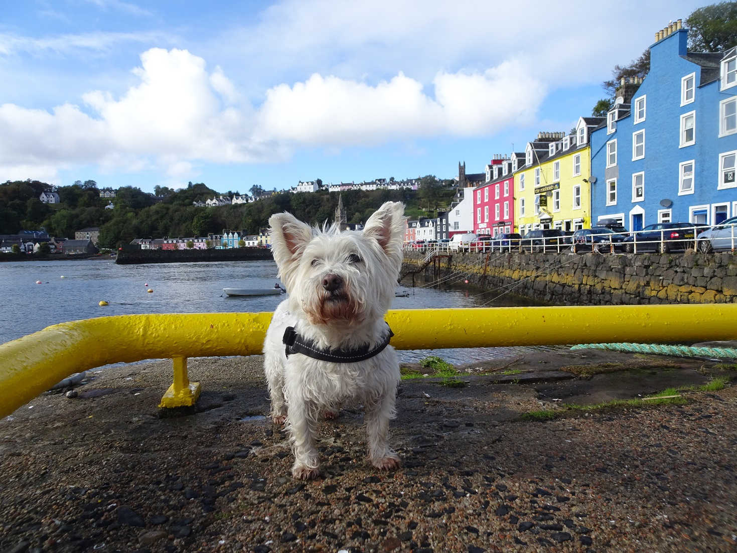 poppysocks at Tobermory pier