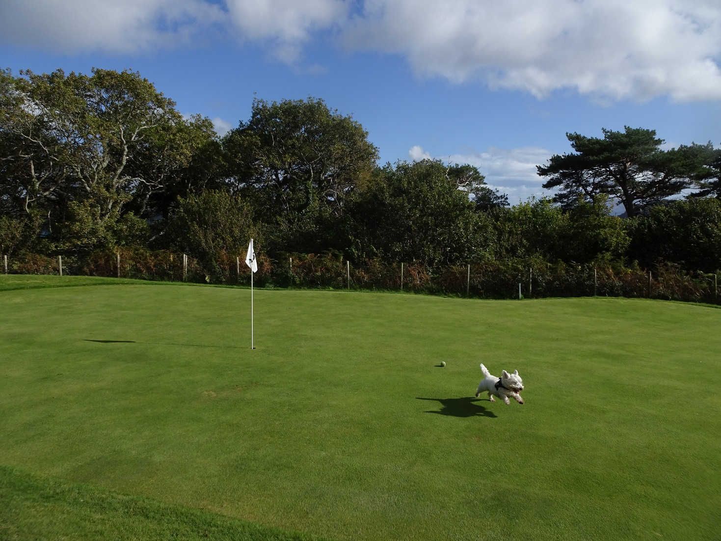 poppysocks plays ball on Tobermory golf course