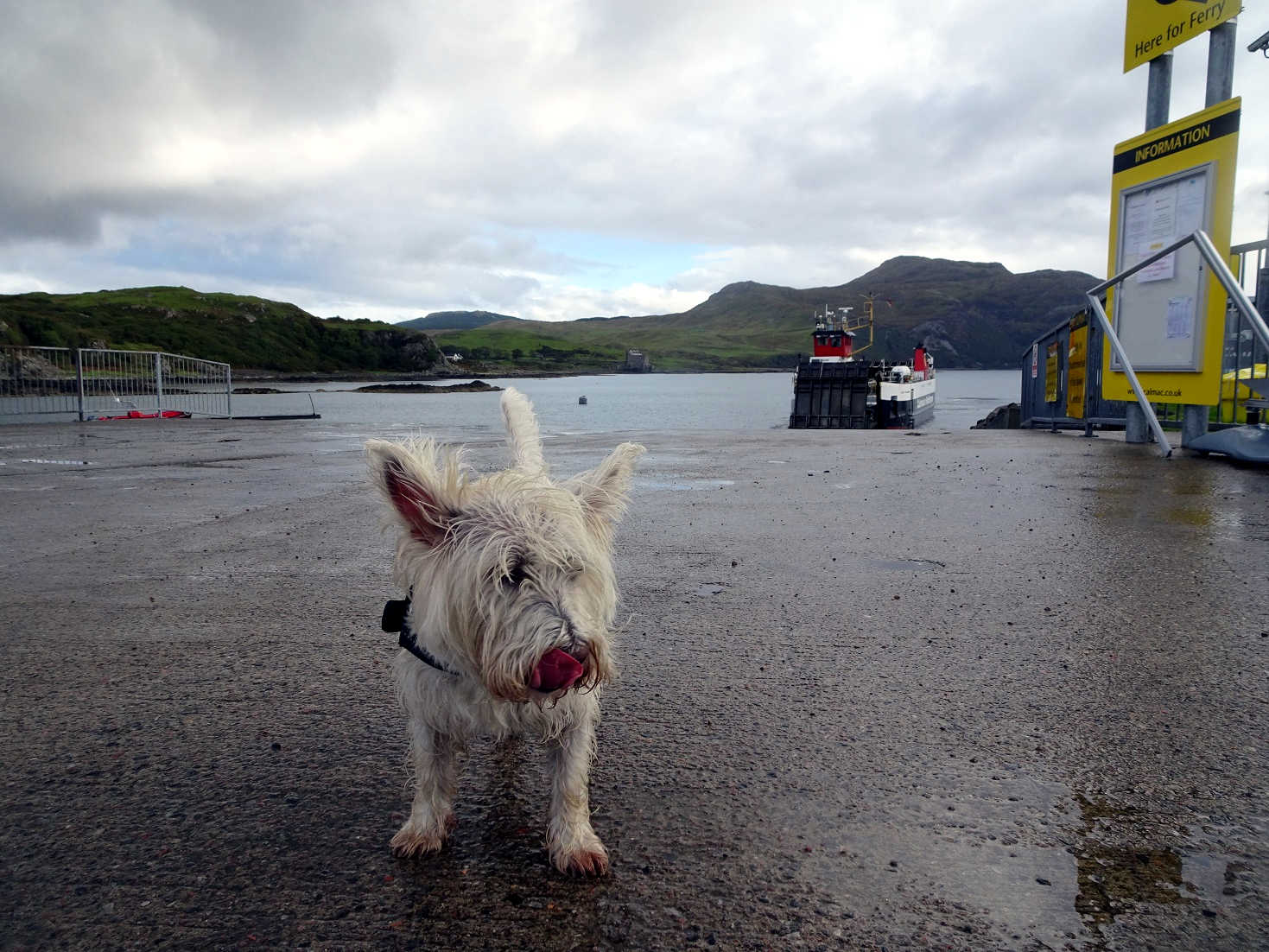 poppysocks waiting at Kilchoan for the mull ferry