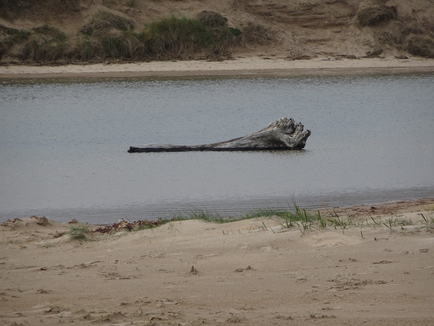 monster at beadnell bay