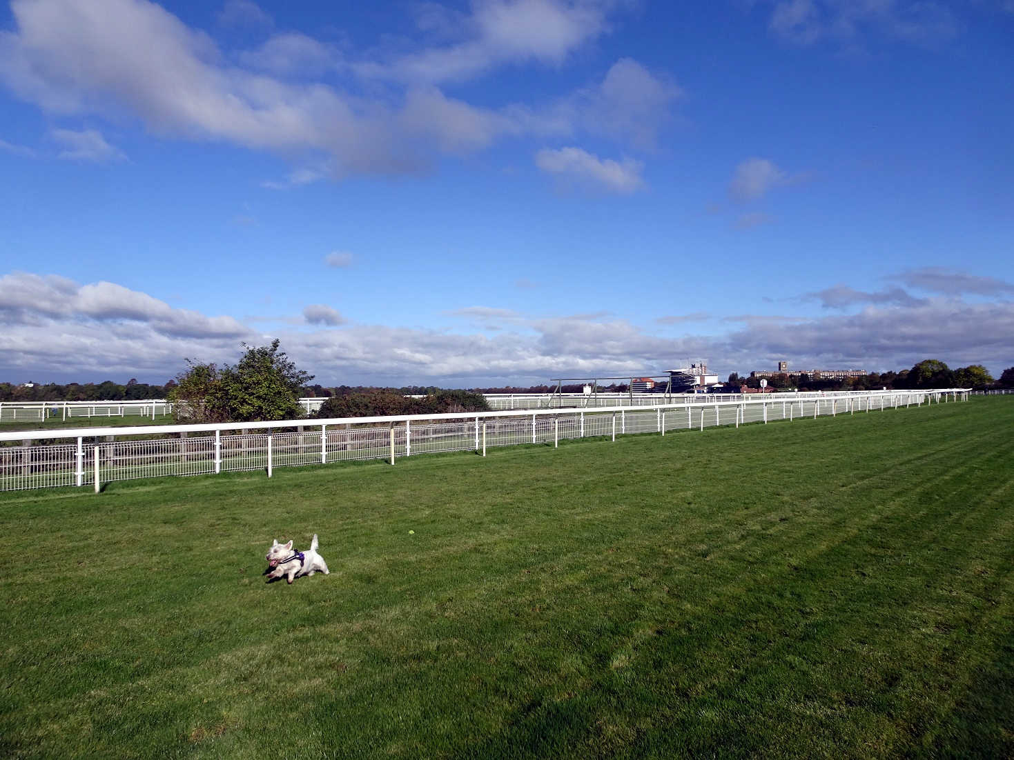 playing ball at york racecourse