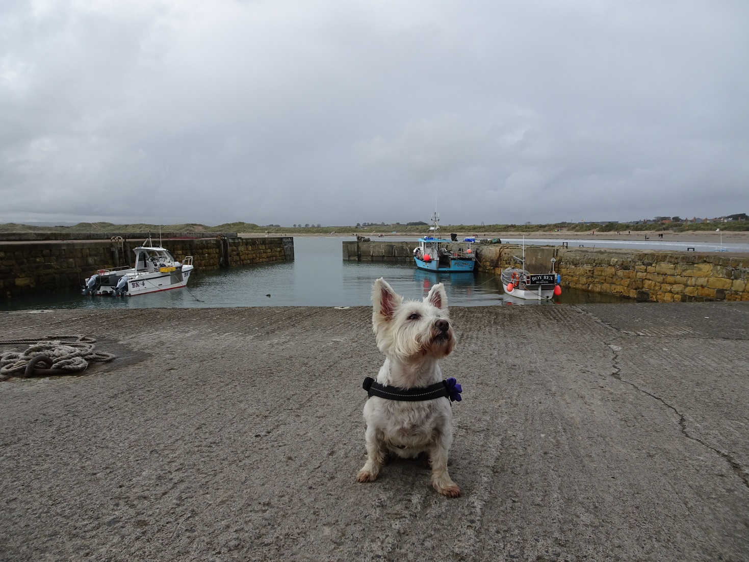 popoy the westie in Beadnell Harbour