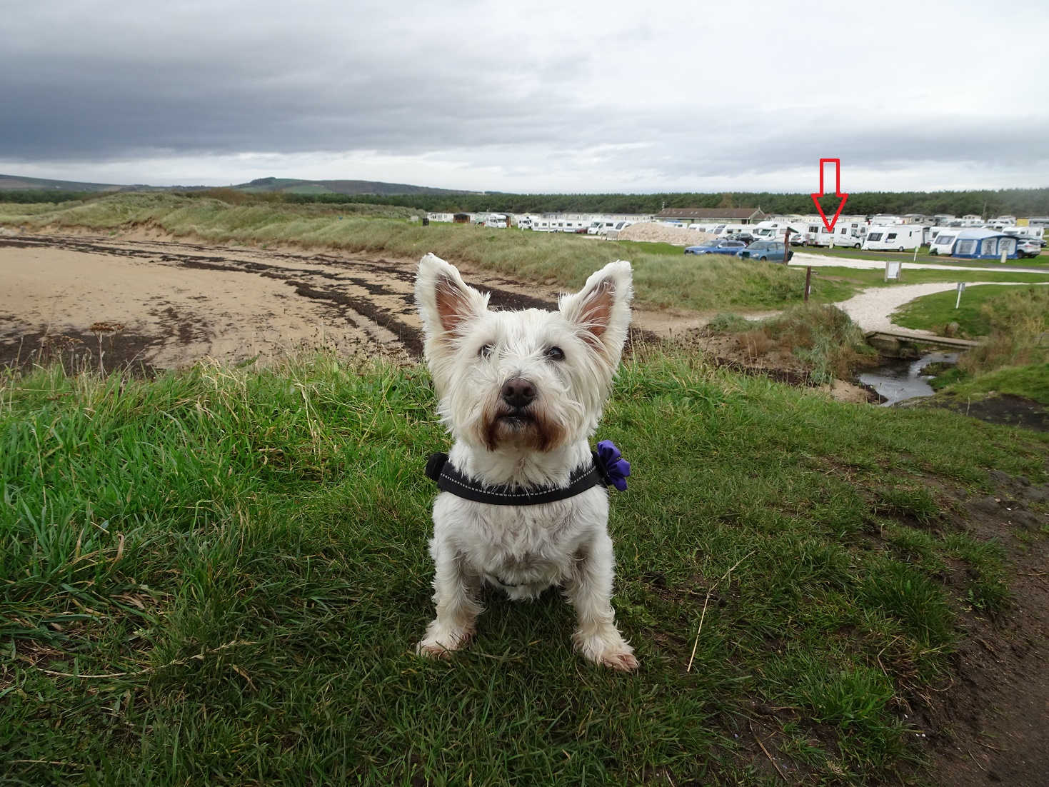 popppy the westie and betsy at shell bay campsite