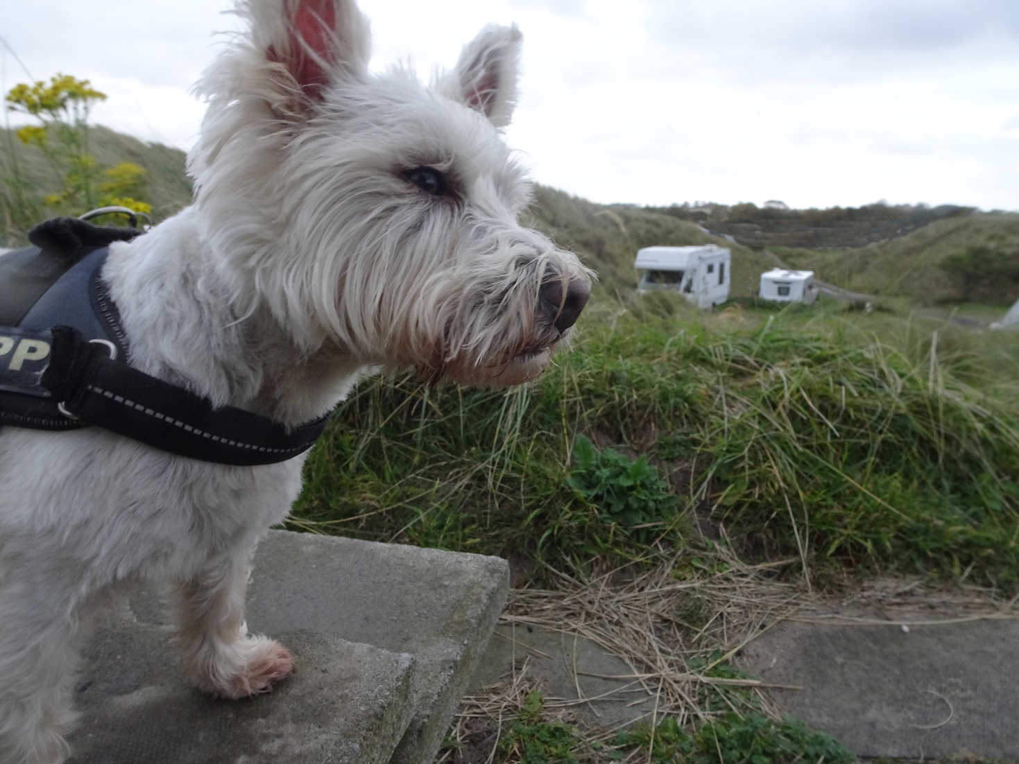 poppy and betsy in dunes at beadnell bay