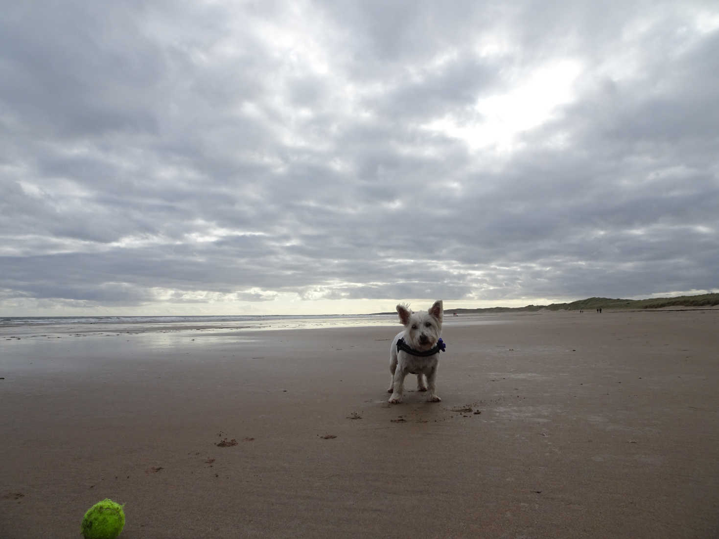 poppy socks on a deserted beadnell bay