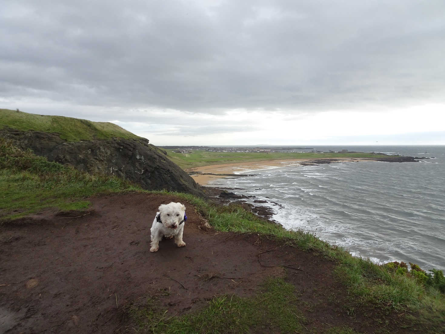 poppy the westie above earlsferry beach