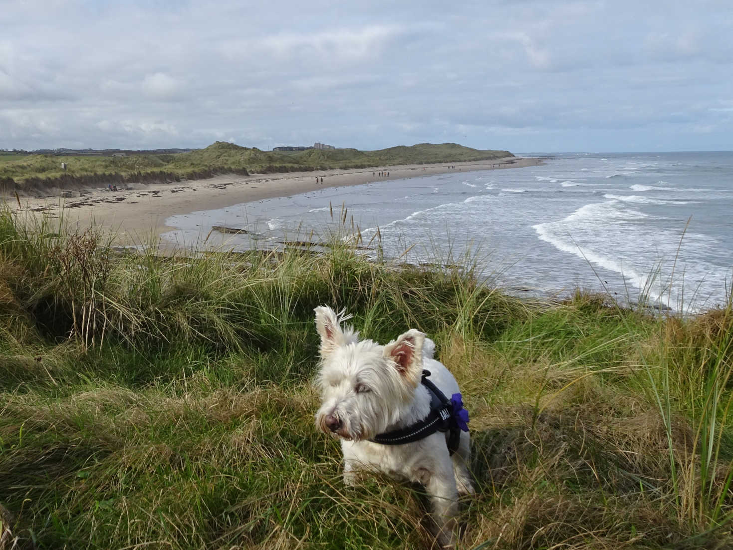 poppy the westie and Bamburgh Castle