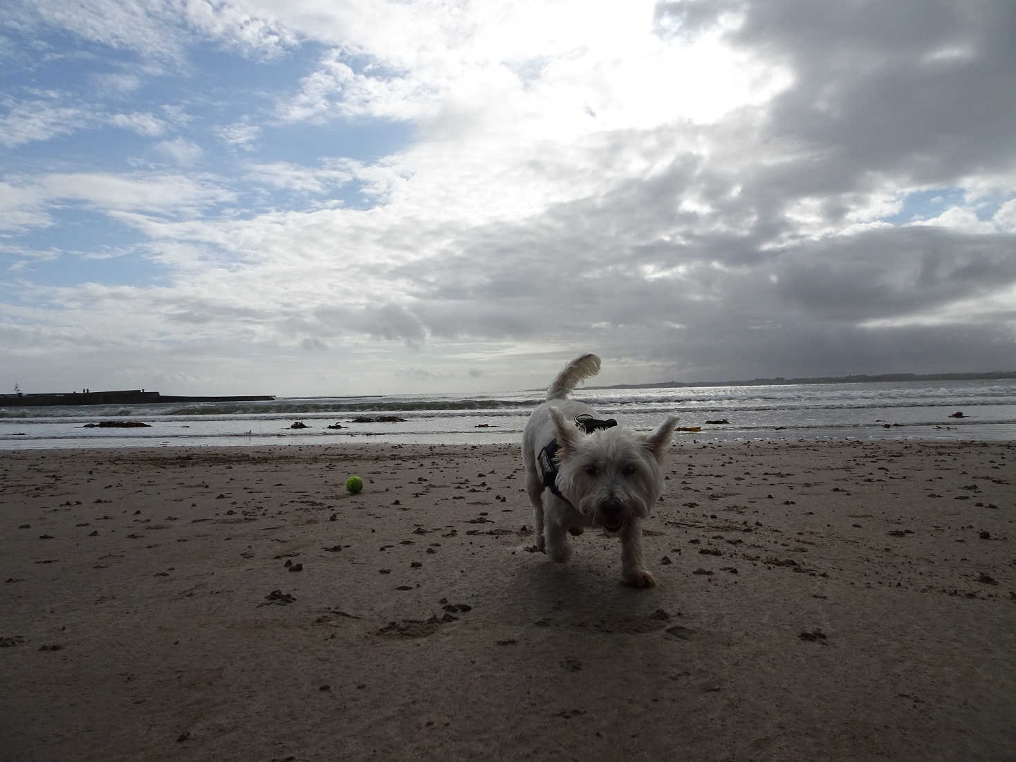 poppy the westie and ball on beach at Beadnell