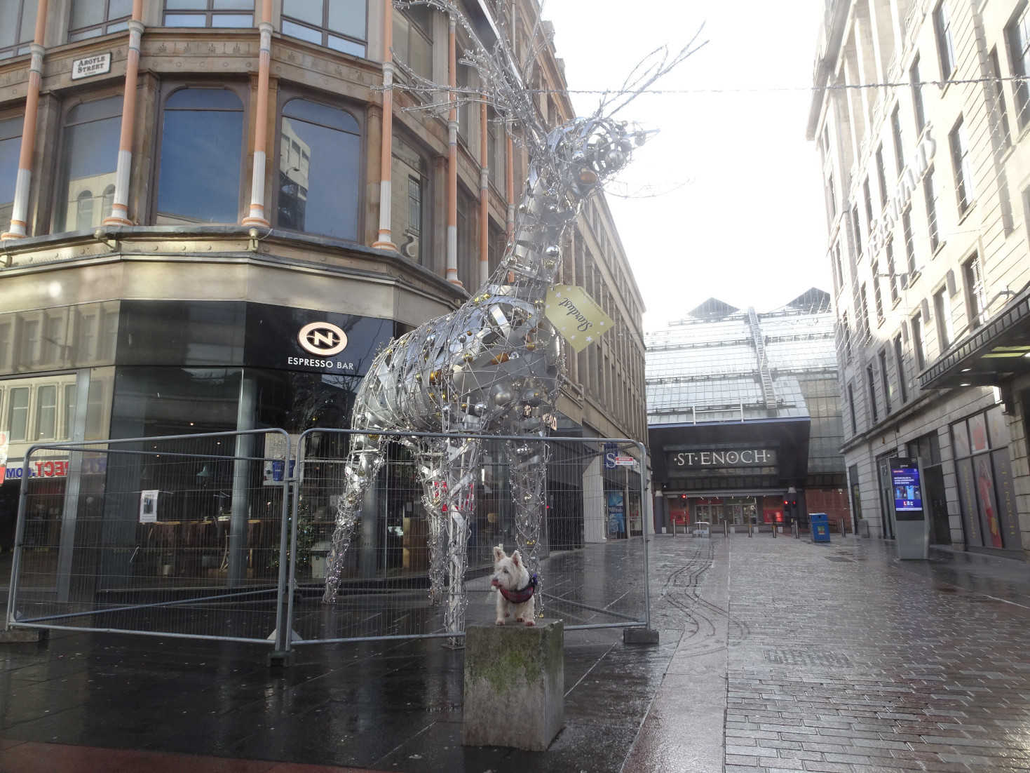 poppy the westie and dear in argyle street