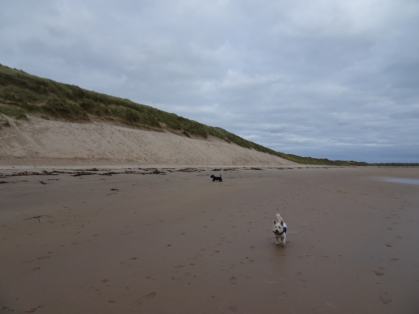poppy the westie and hamish on beadnell bay beach