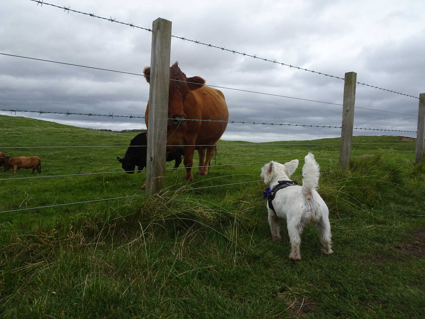 poppy the westie and moo moo fife