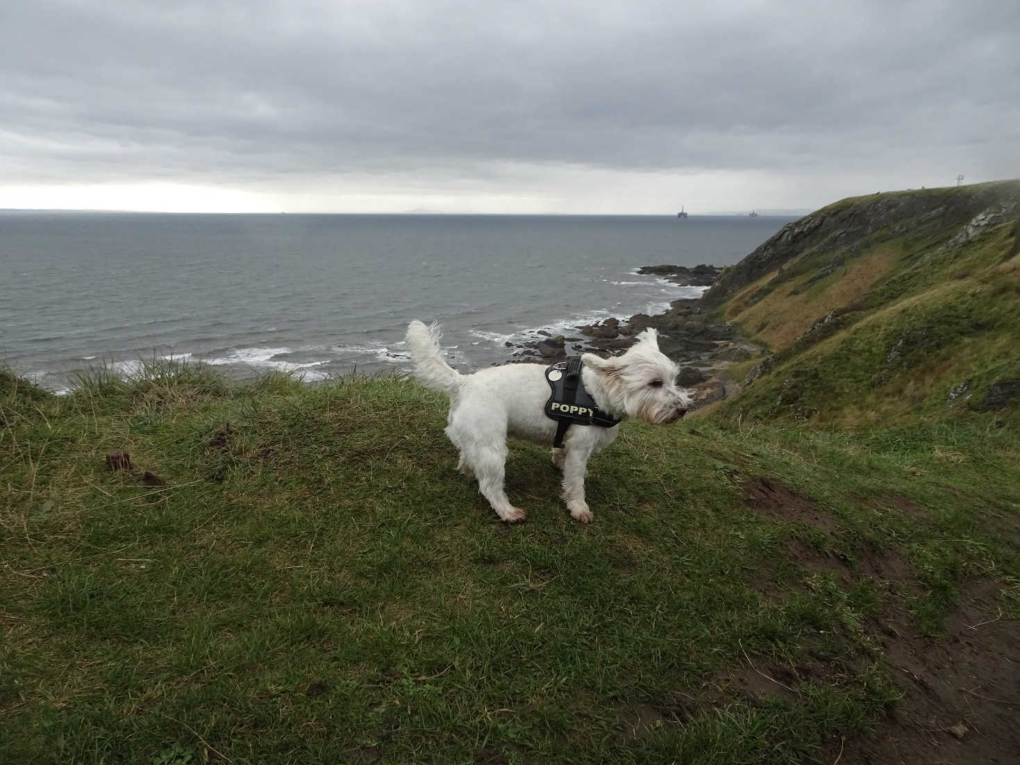 poppy the westie and oil rigs in the forth