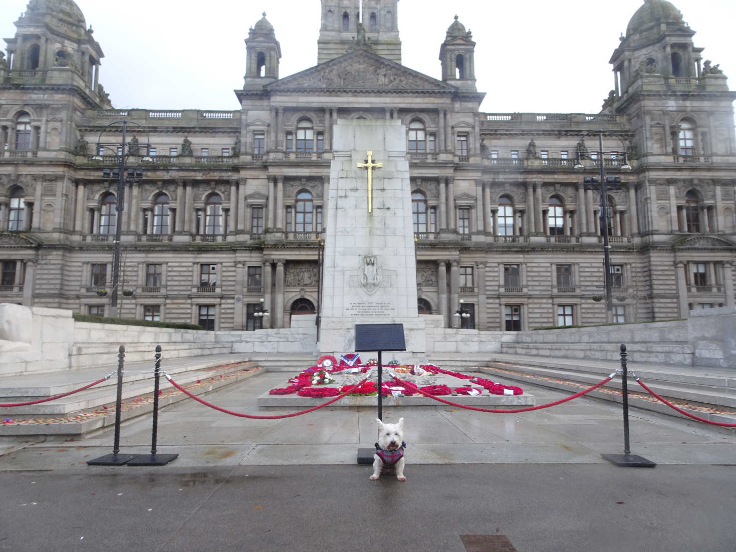 poppy the westie and poppys at george square
