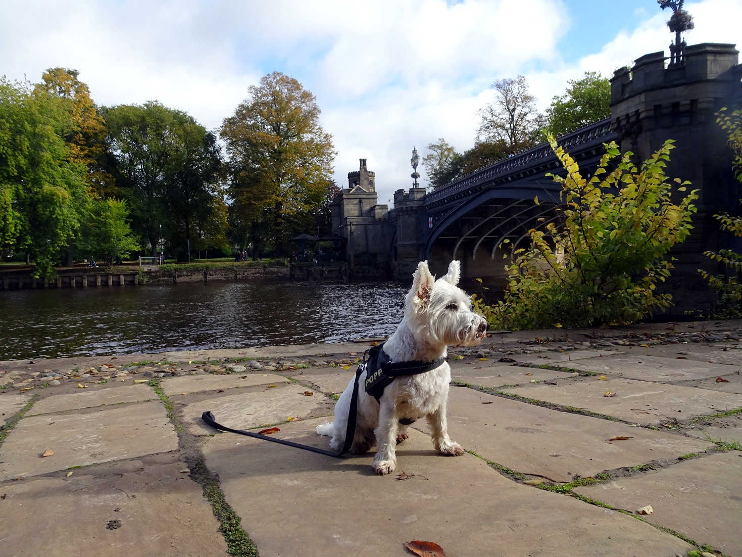 poppy the westie at Skeldergate bridge York