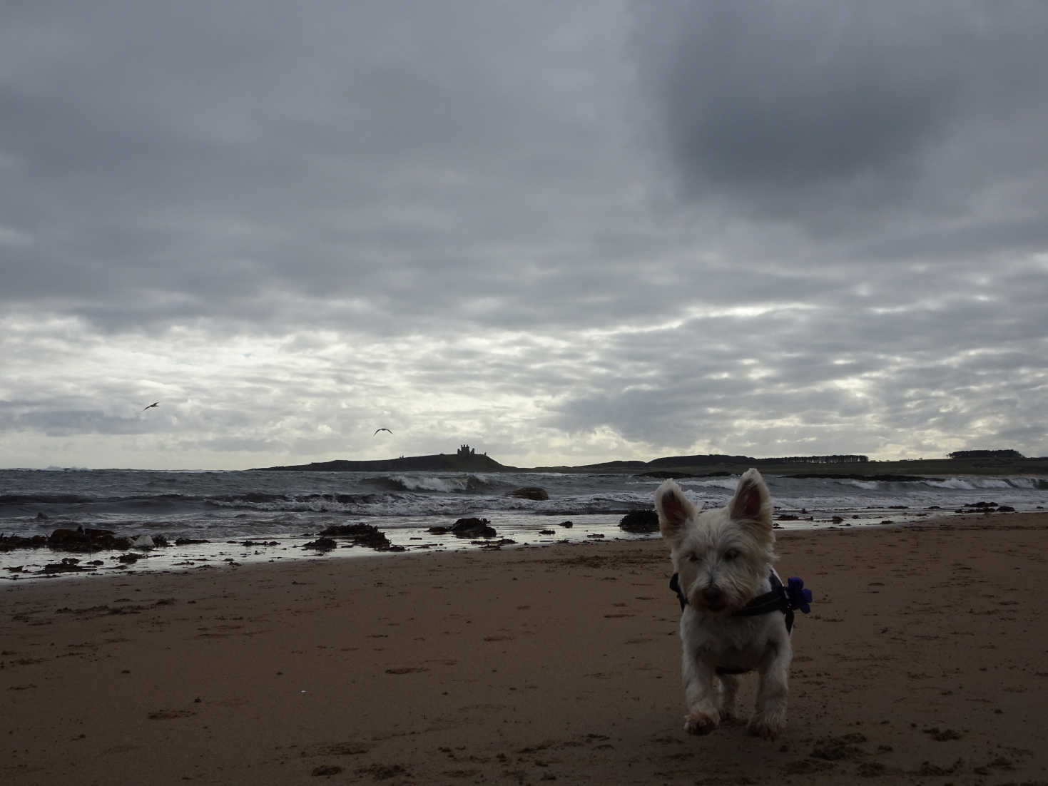 poppy the westie at low newton by the sea