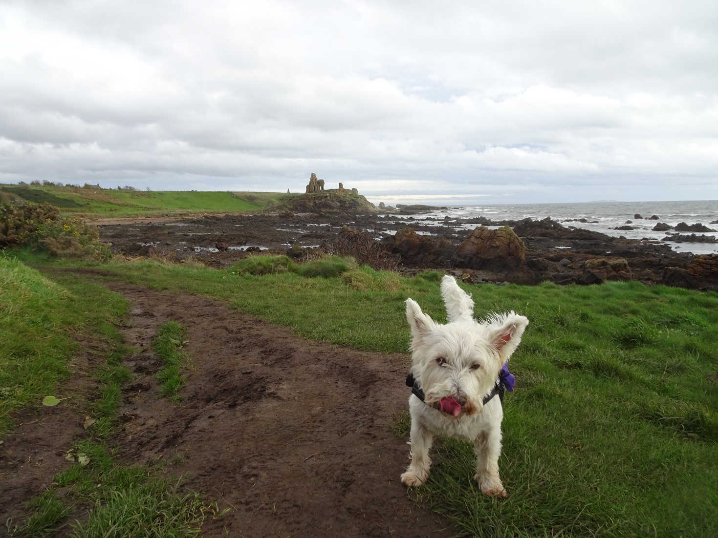 poppy the westie comming into St Monans