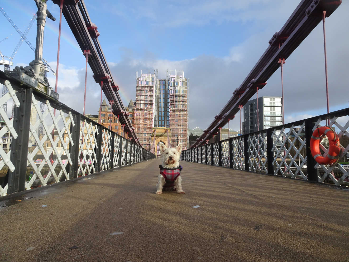 poppy the westie crosses bridge to city centre