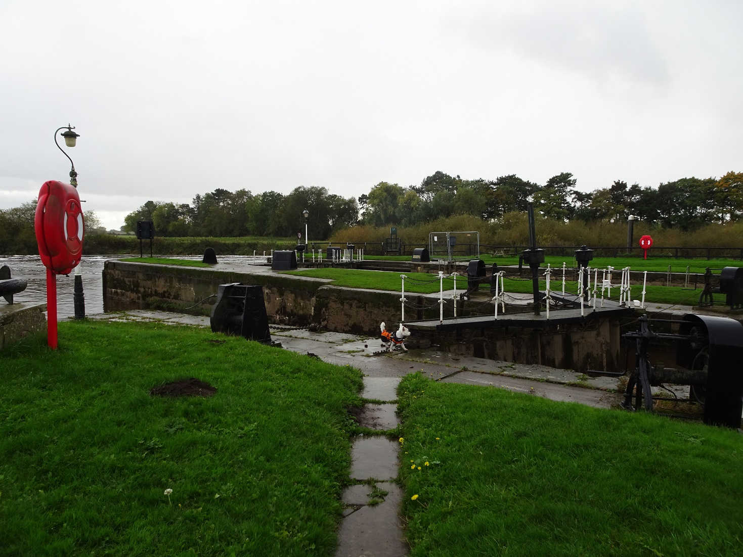 poppy the westie explores Naburn Lock