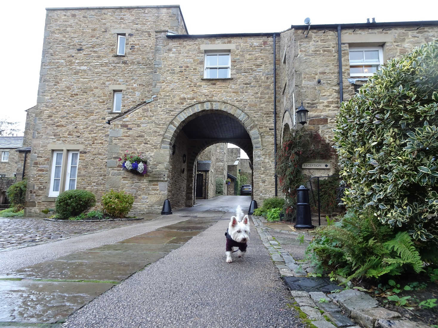 poppy the westie exploring Darrowby