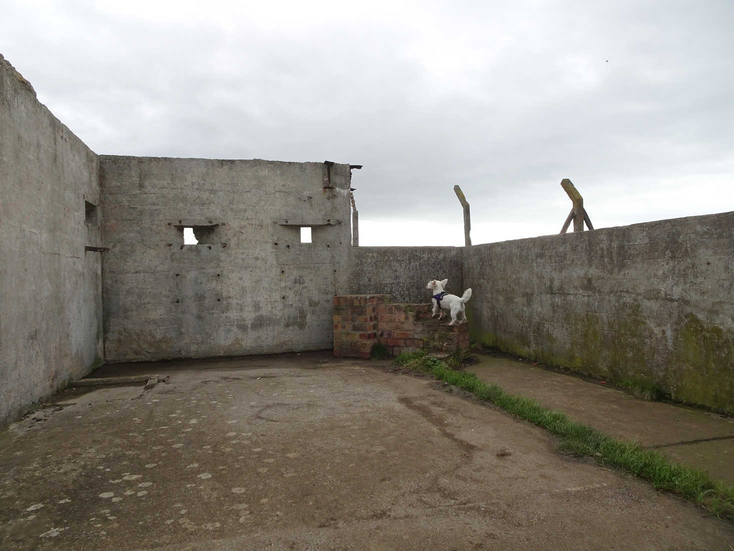 poppy the westie finds shelter in a ww2 gun emplacement fife