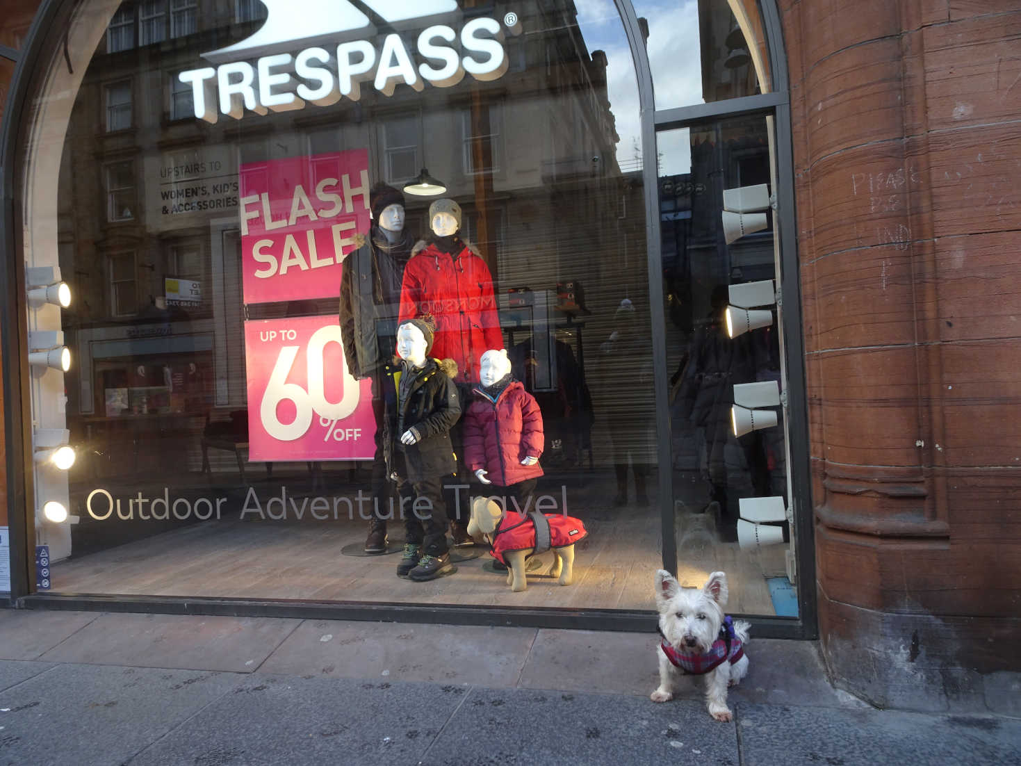 poppy the westie goes shopping