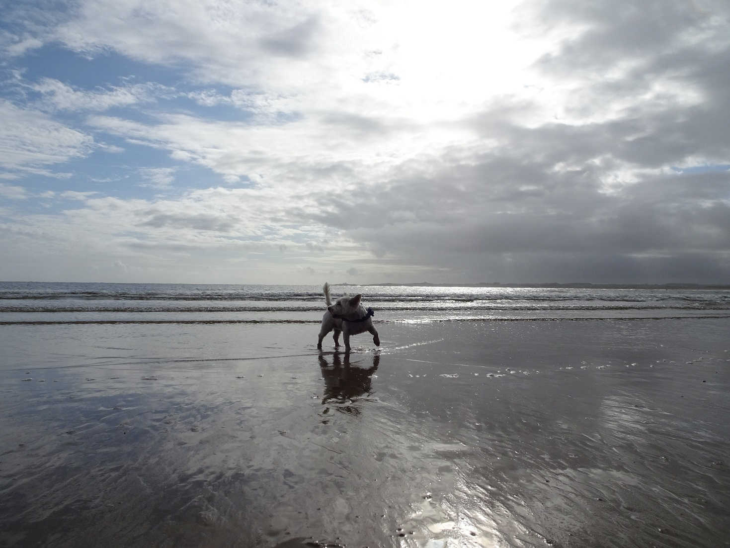 poppy the westie has a dip in the north sea at Beadnell