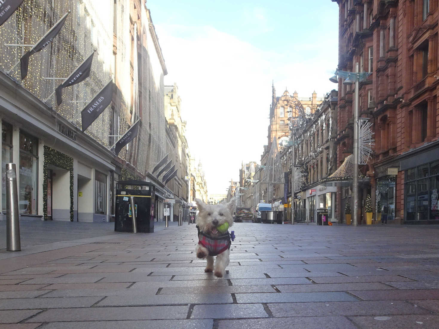 poppy the westie in buchanan street