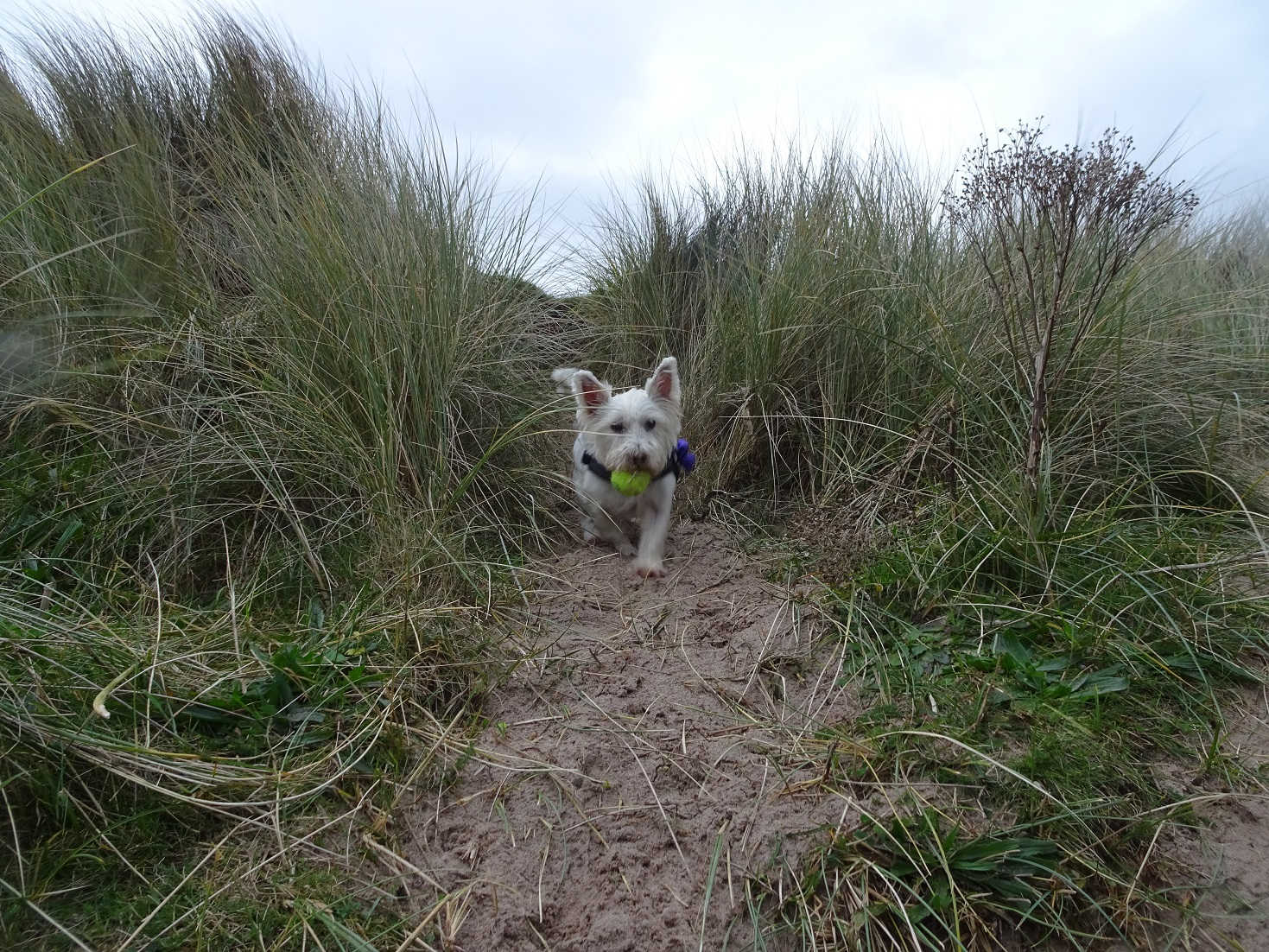 poppy the westie in dunes at beadnell bay