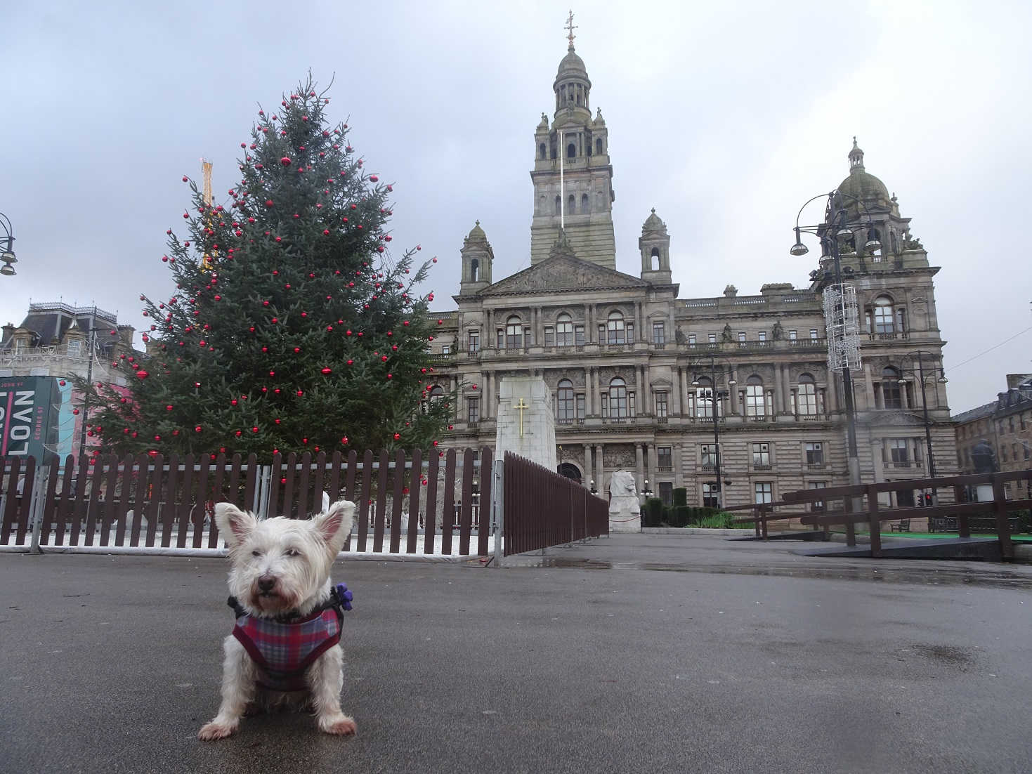 poppy the westie in front of the chambers